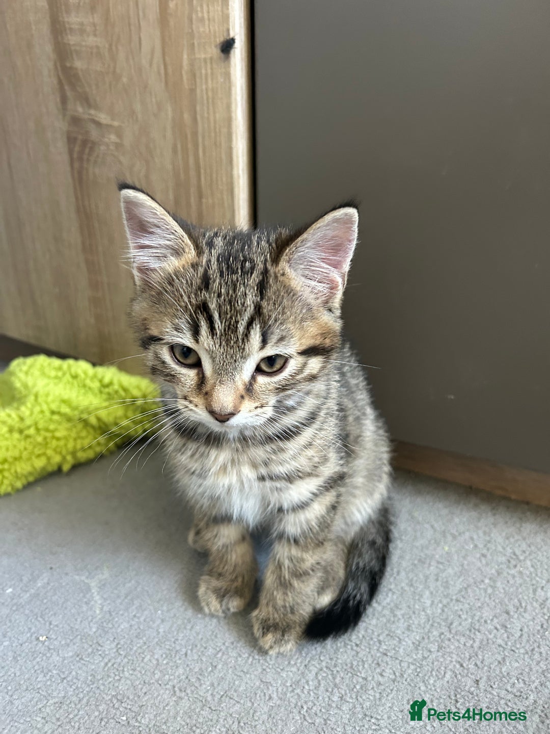 Mixed Breed cats for sale: REDUCED & READY NOW BSH x Tabby kittens  - Image 14
