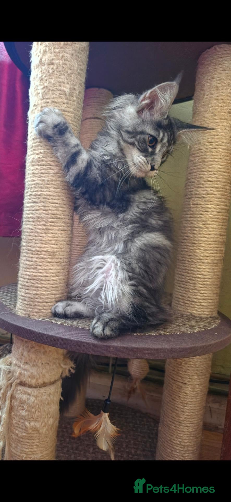 Maine Coon cats GCCF-registered Maine Coon kittens. - Advert 2