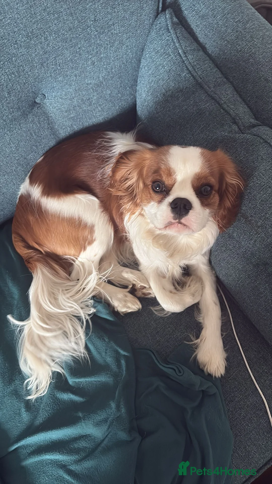 Cavalier King Charles Spaniel dogs for stud: Cavalier King Charles Spaniel available for Stud in Liverpool - Advert 2
