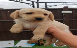 Labradoodle dogs for sale: Labradoodle puppies - Image 8