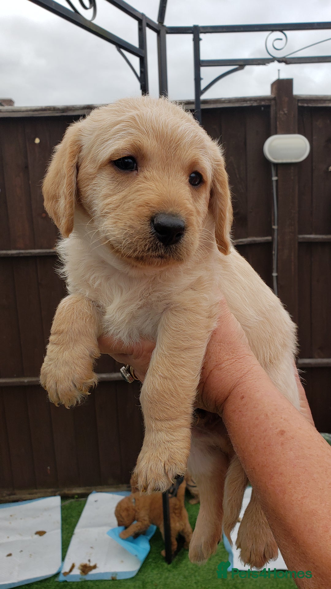 Labradoodle dogs for sale: Labradoodle puppies - Image 8