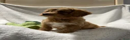 Cavapoo dogs for sale: 6 Bundles of fun Ready from 22 August  - Advert 5