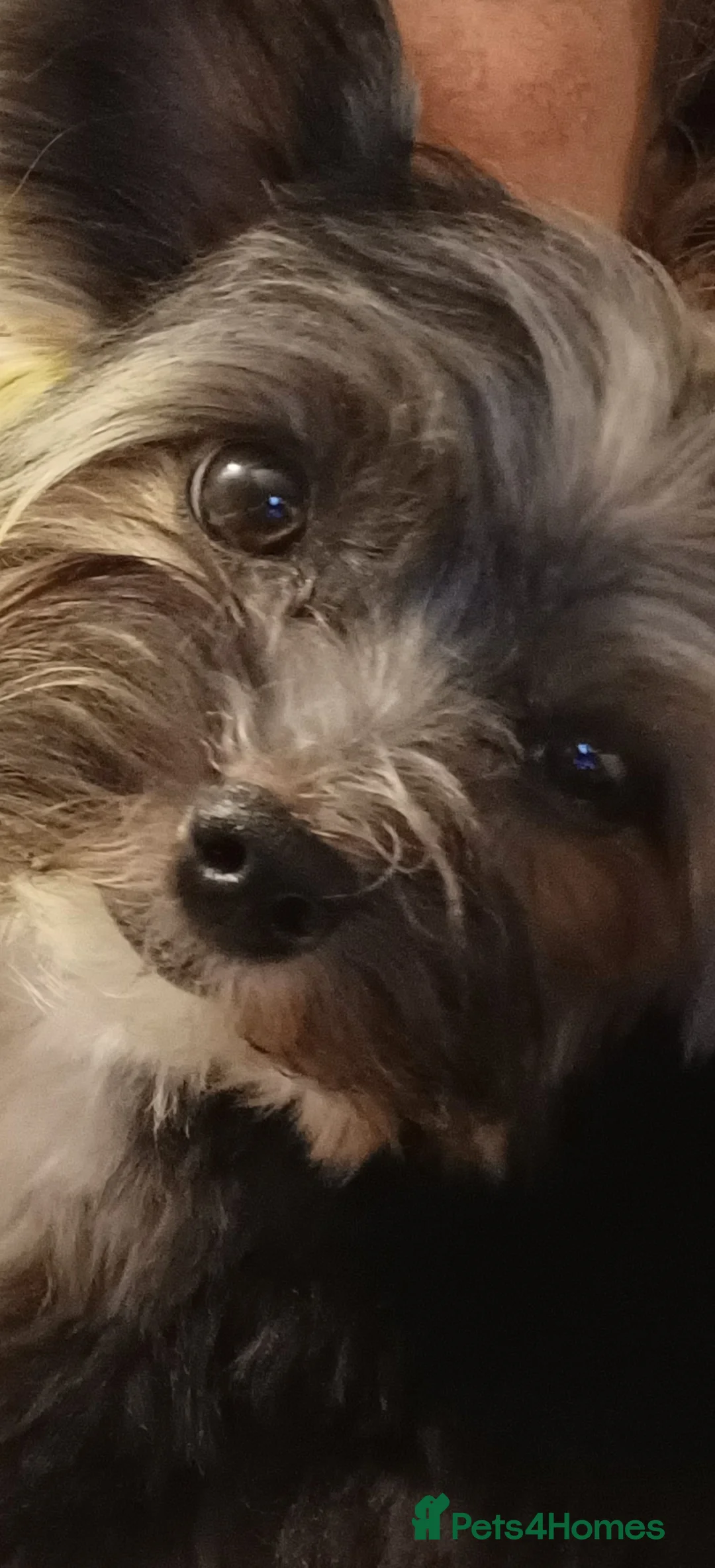 Yorkshire Terrier dogs for stud: Purebred BiewerTerrier/ColourfulYorkie Proven Stud in Merthyr Tydfil - Advert 14