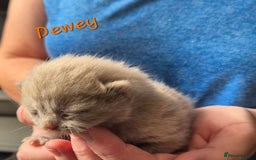 British Shorthair cats for sale: Stunning Russian Bloodline TICA reg kittens - Image 7