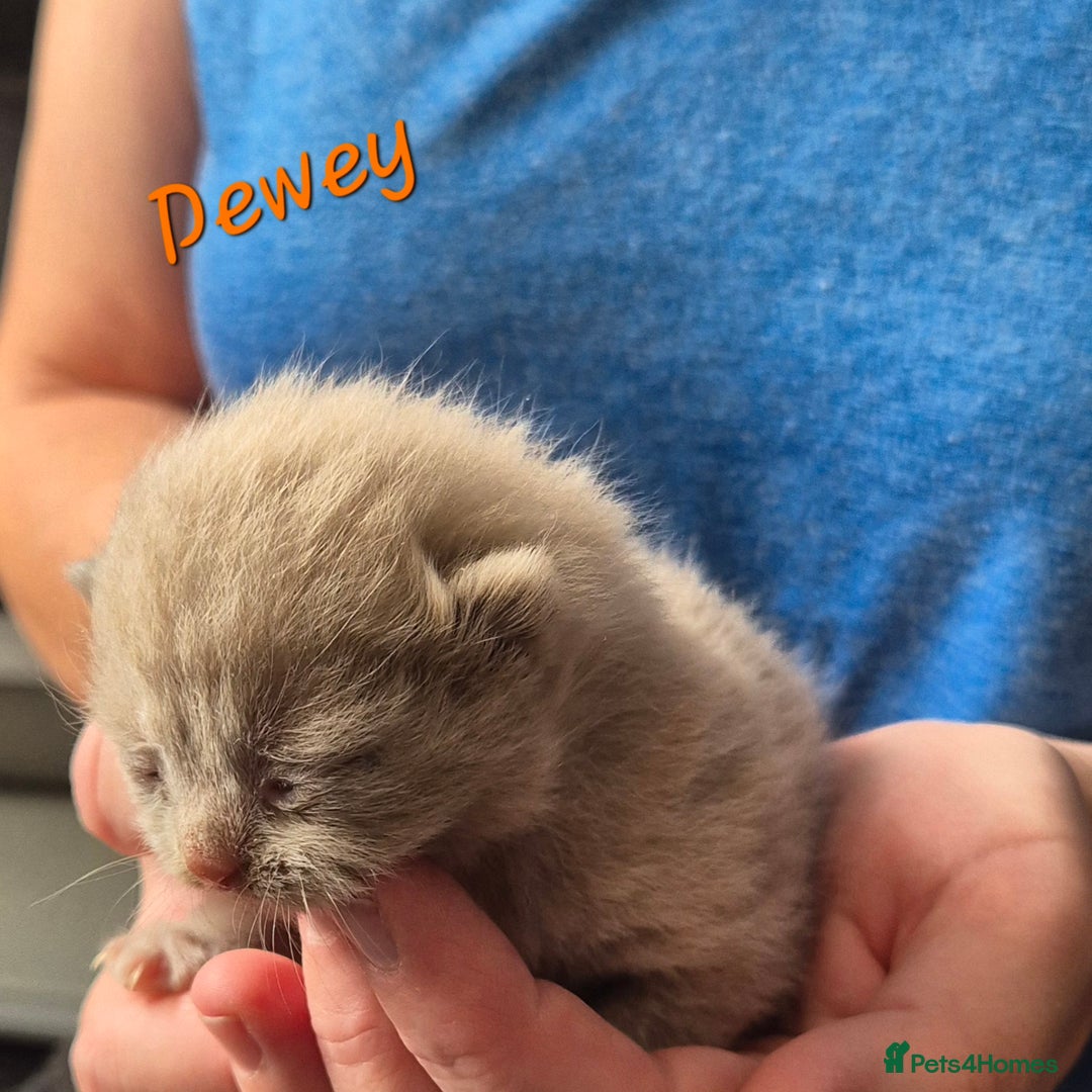 British Shorthair cats for sale: Stunning Russian Bloodline TICA reg kittens - Image 7