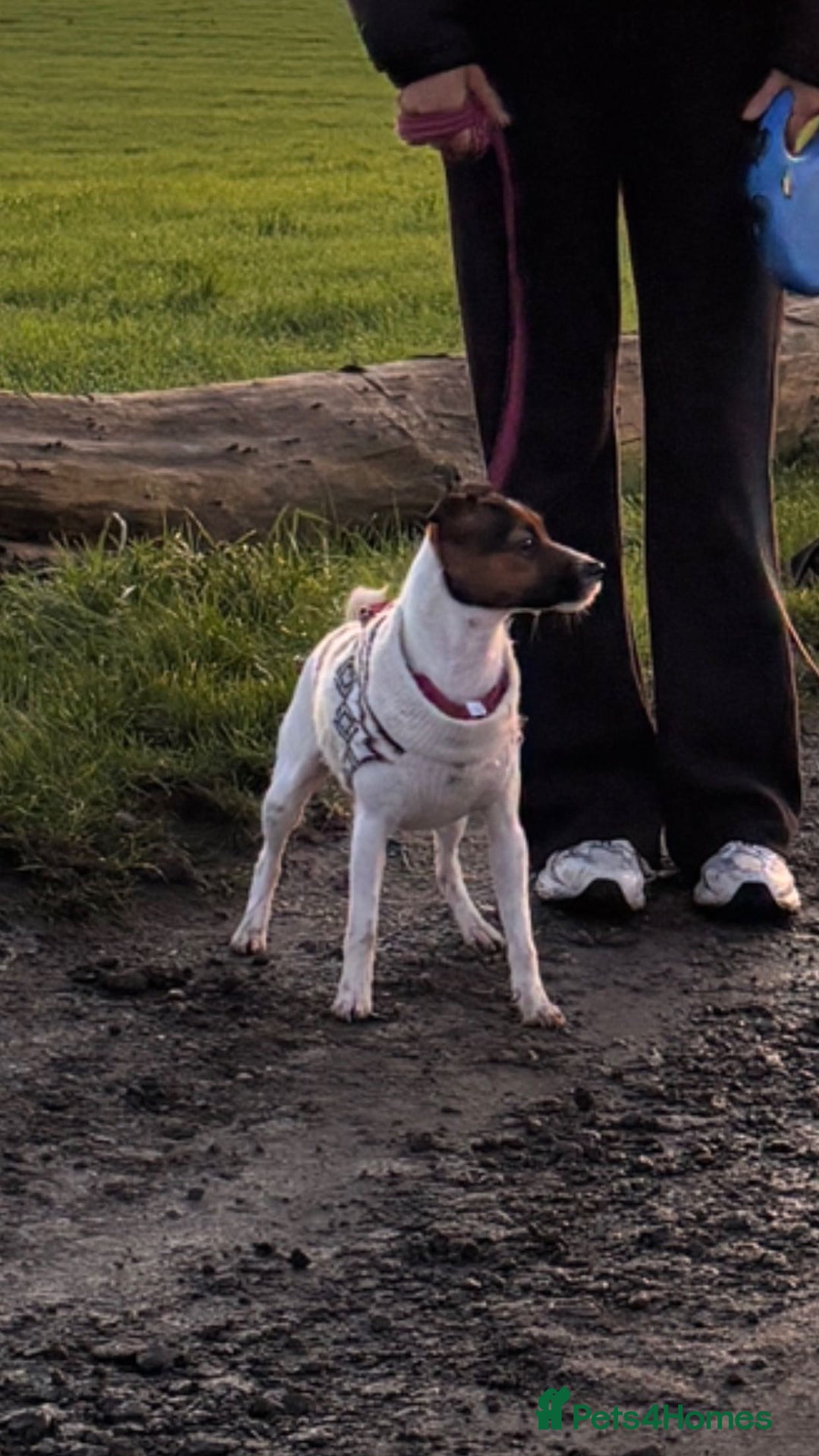 Mixed Breed dogs for sale: Patterjack dog rehome  - Advert 2