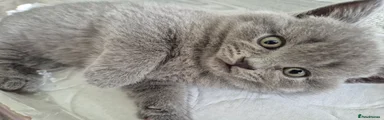British Shorthair 5