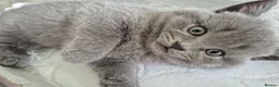 British Shorthair cats for sale: British shorthair kittens  - Advert 4