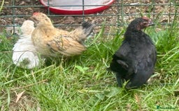 Chickens poultry for sale: Serama cockerel  in Teddington - Image 11