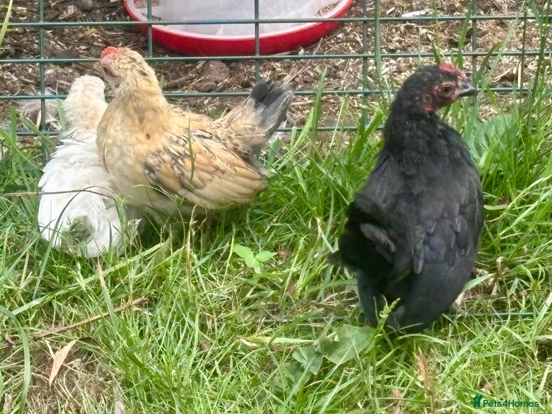 Chickens poultry for sale: Serama cockerel  in Teddington - Image 11