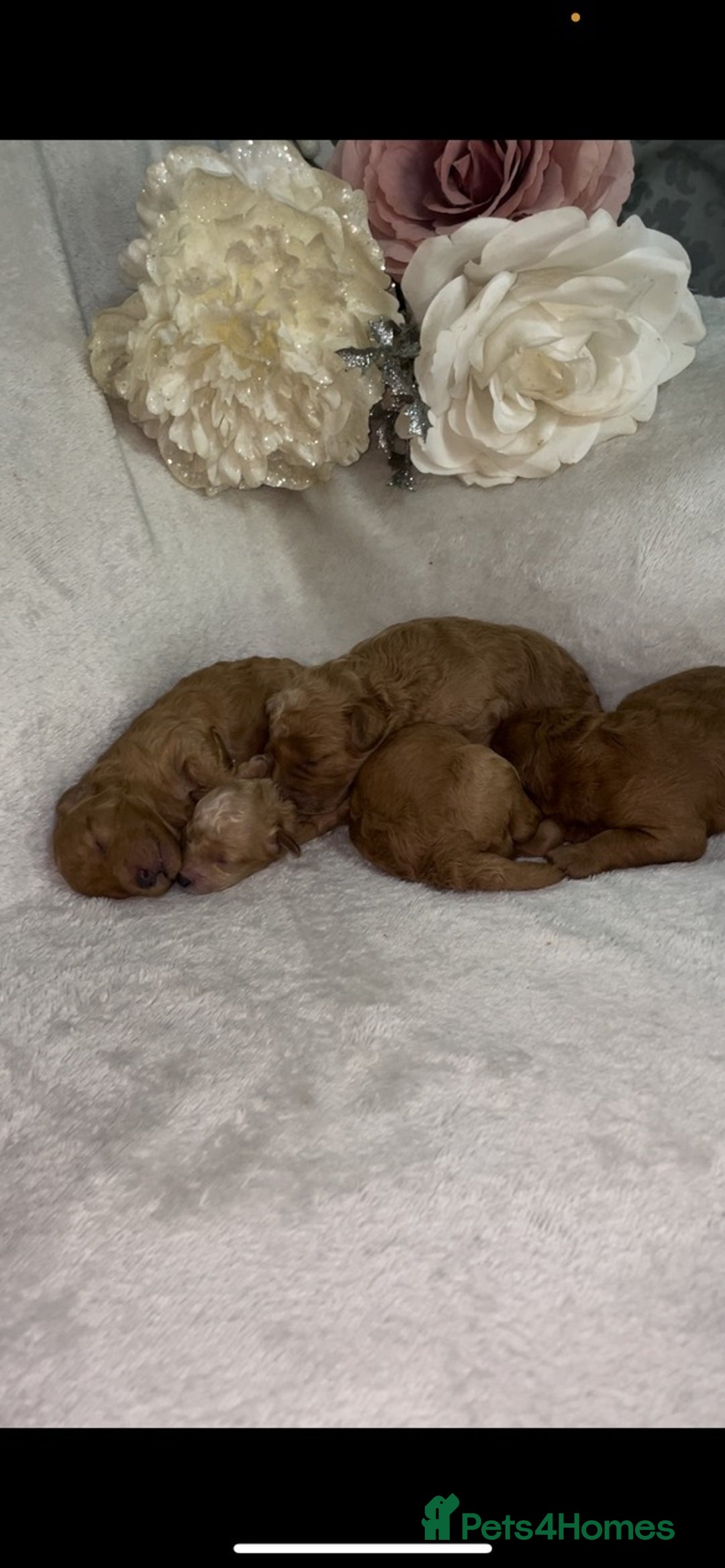 Toy Poodle dogs for sale: Stunning toy poodles  - Image 2