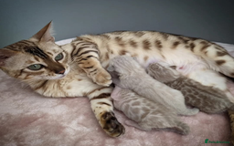 Bengal cats for sale: 🖤🤎🧡🤍Bengal sisters🤍🧡🤎🖤 - Image 12