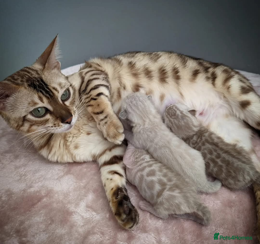Bengal cats for sale: 🖤🤎🧡🤍Bengal sisters🤍🧡🤎🖤 - Image 12