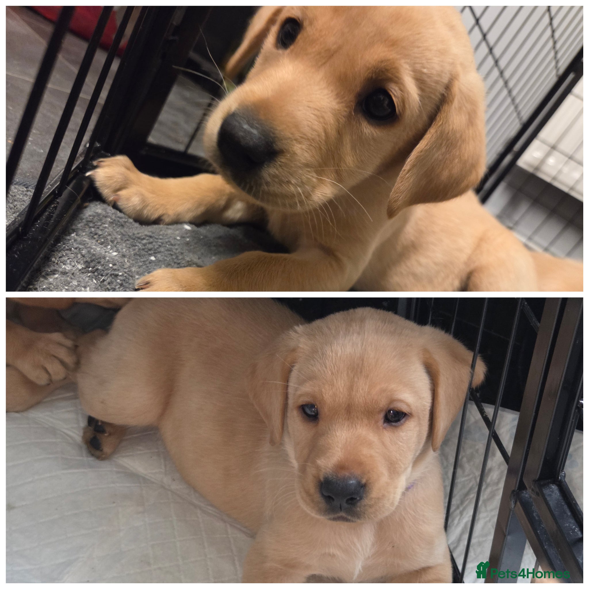 Labrador Retriever dogs Quality KC registered labrador pups last 2  - Advert 9