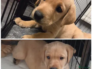 Labrador Retriever dogs Quality KC registered labrador pups last 2 - Advert 9