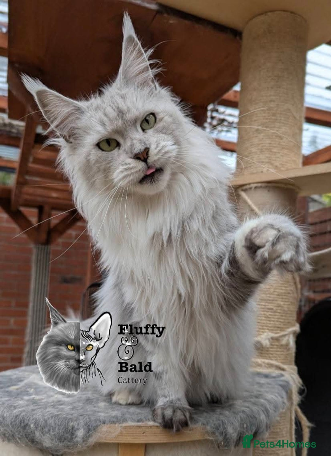 Maine Coon cats for sale: Outstanding kittens  - Advert 5