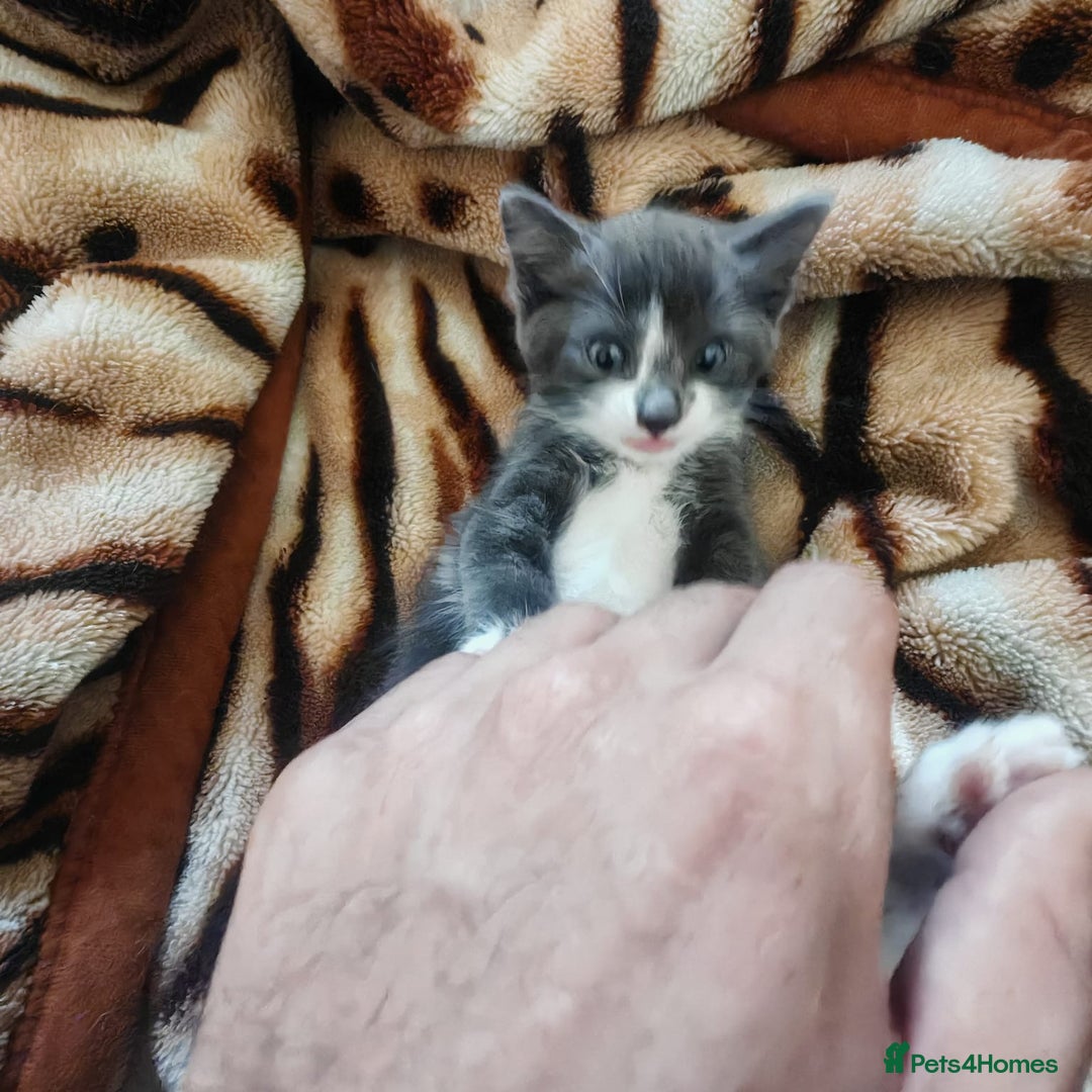 Mixed Breed cats for sale: 3 beautiful kittens left for sale!! - Image 17