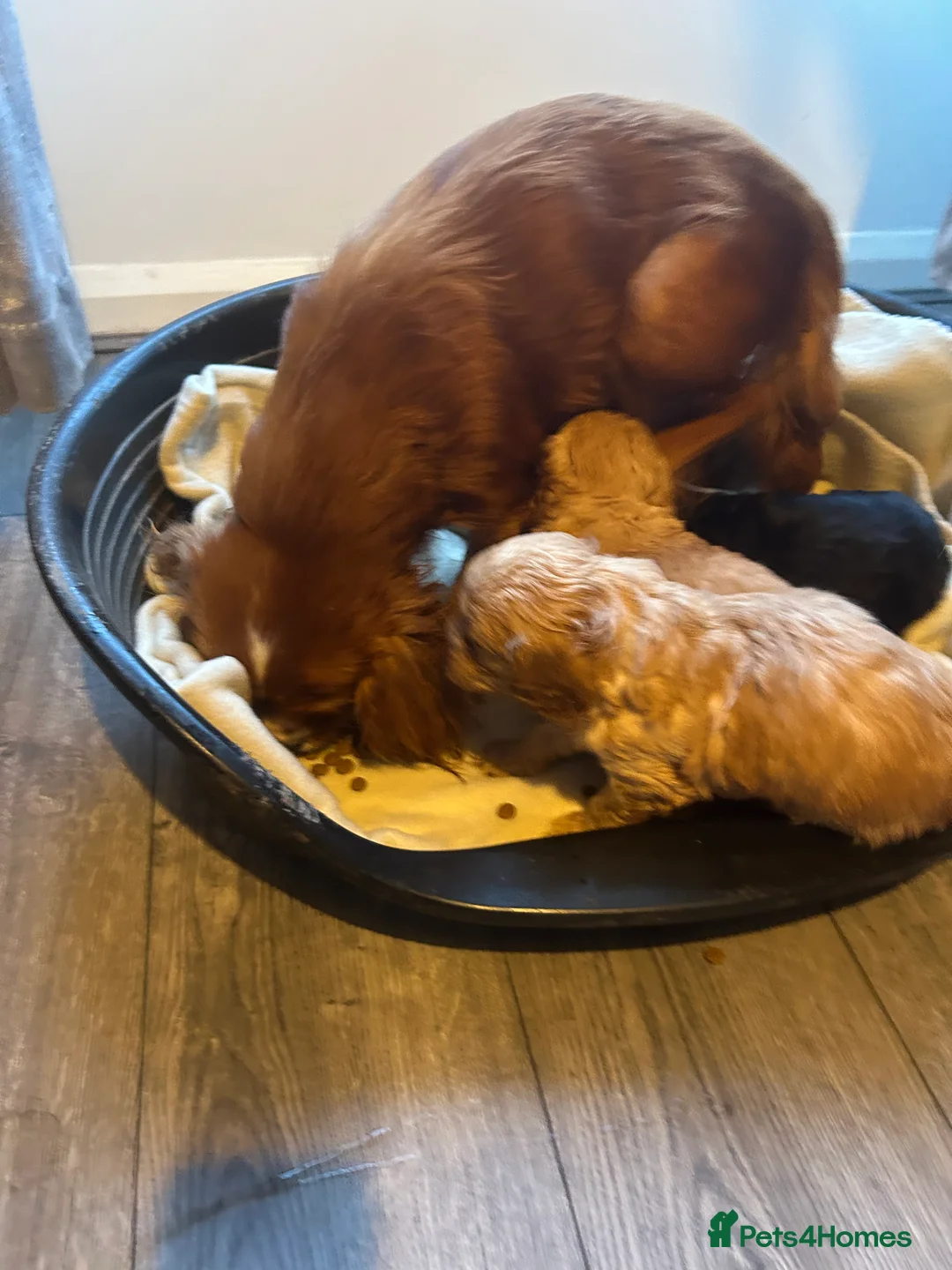 Cavapoo dogs for sale: You F1 Cavapoo puppies - Advert 21
