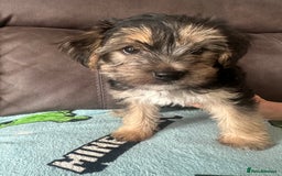 Morkie dogs for sale: Morkie Pups - Image 7