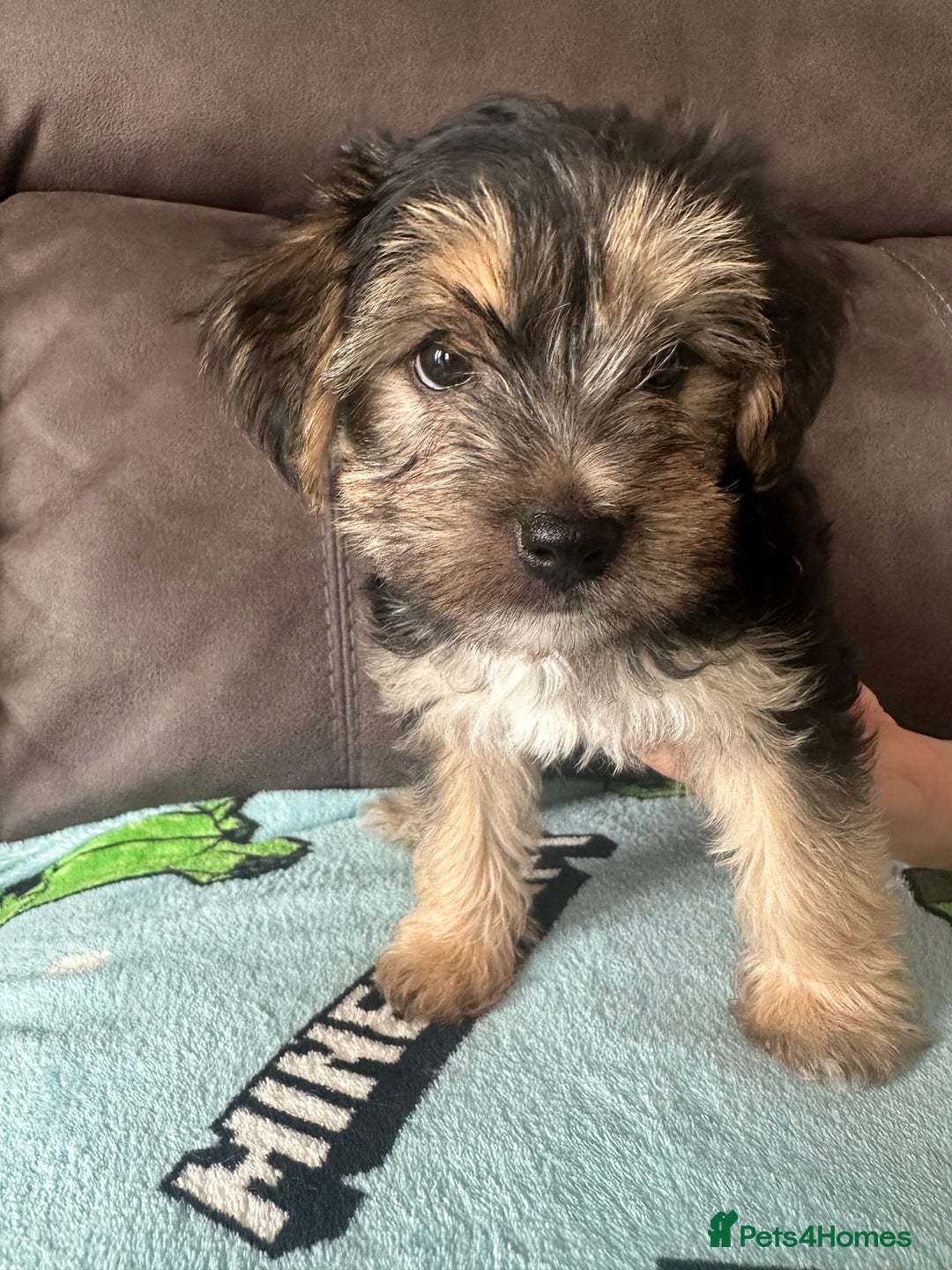 Morkie dogs for sale: Morkie Pups - Image 7