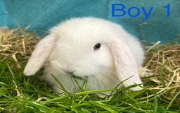 Dwarf Lop rabbits for sale: Baby bunnies looking for forever homes - Image 5