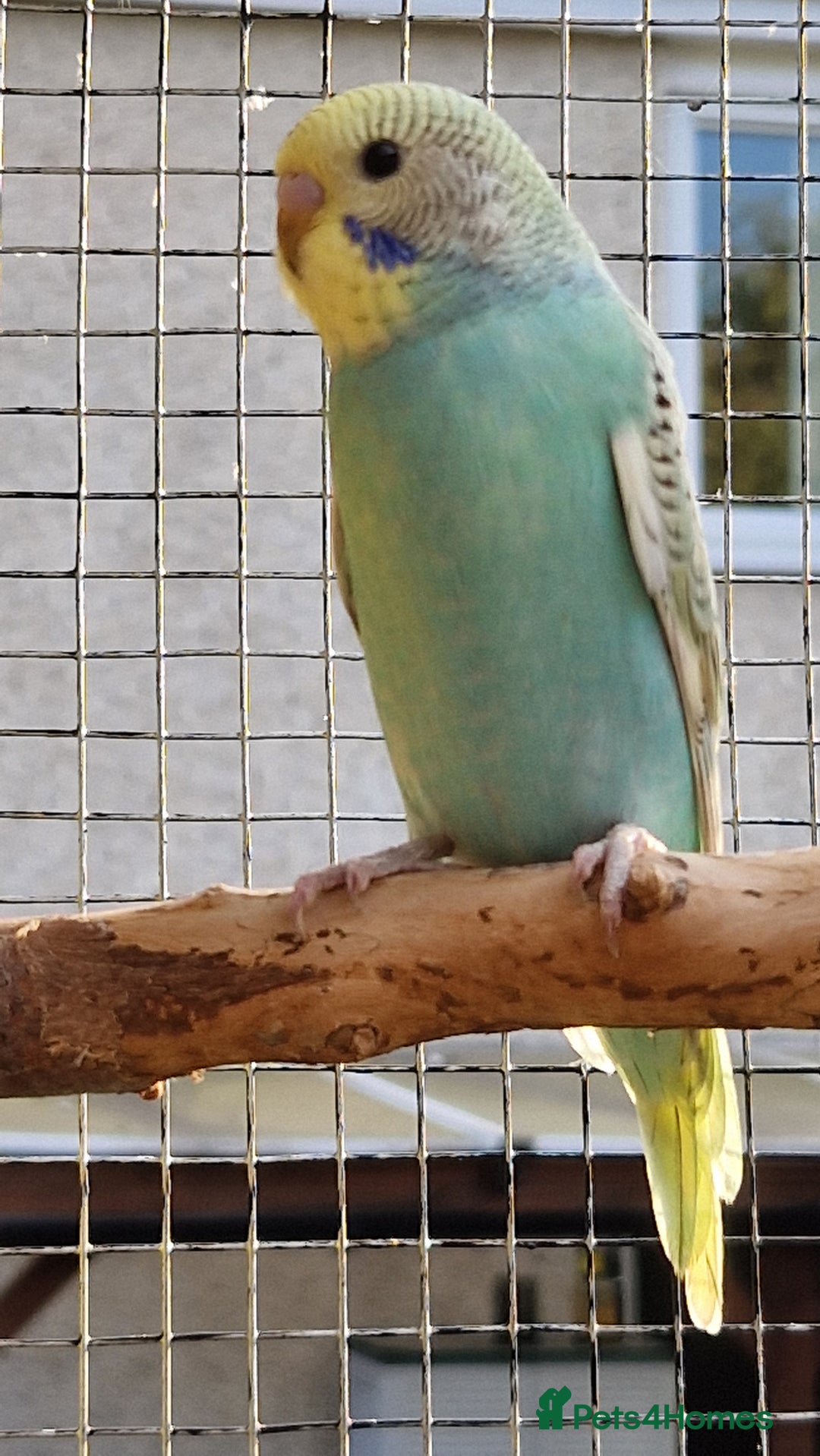 Budgerigars birds for sale: 6 baby budgies for sale from £30 to £40 - Image 13