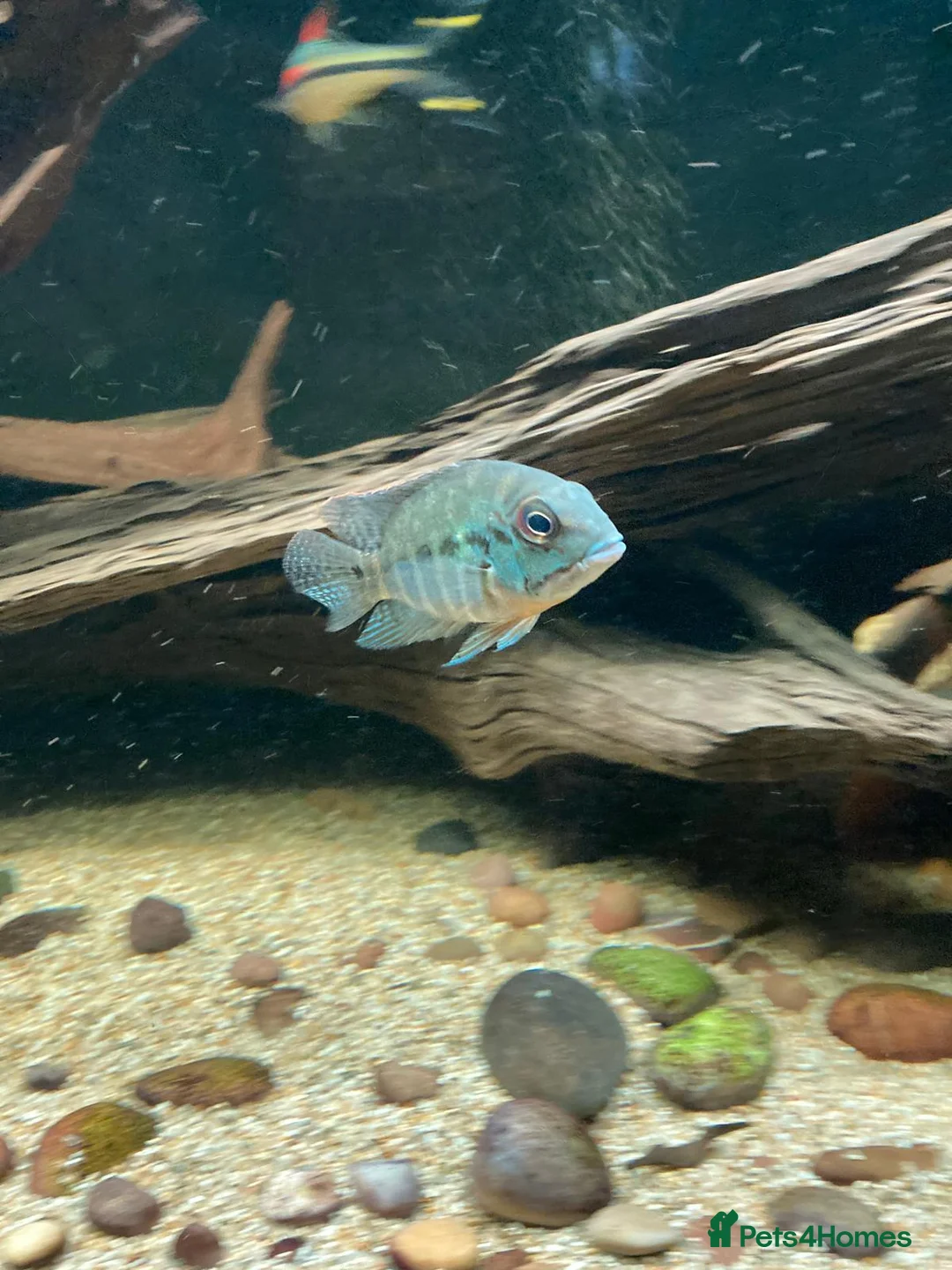 Cichlids fish for sale: True Parrots (Hoplarchus Psittacus) - Advert 2