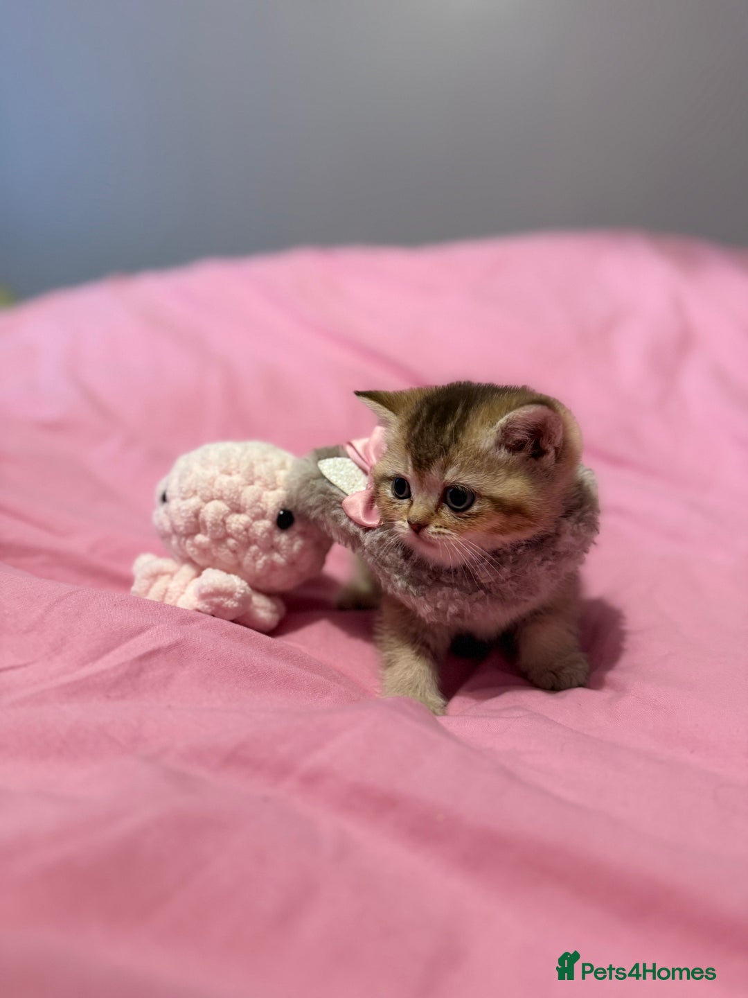 British Shorthair cats for sale: Quality British Shorthair kittens  - Image 9