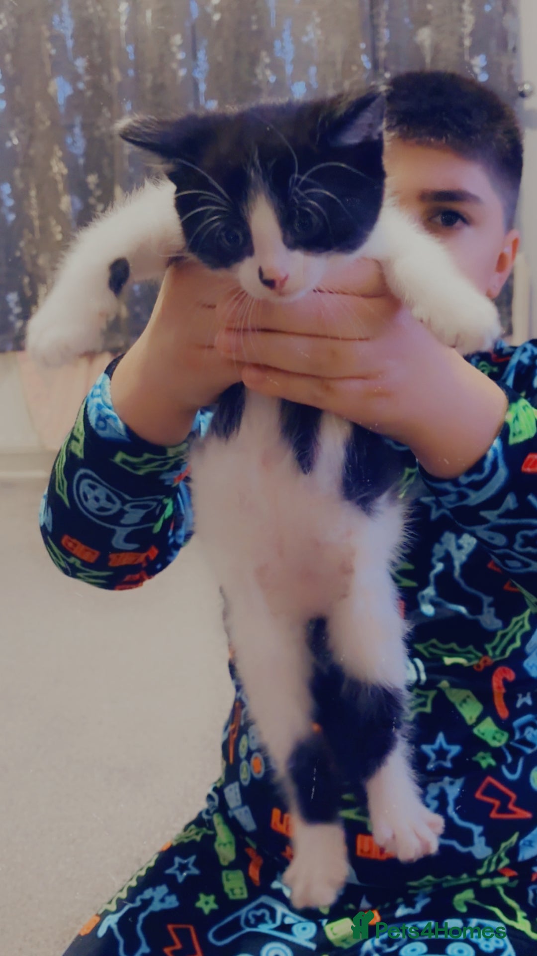 Mixed Breed cats for sale: 4 Beautiful fluffy kittens for sale - Advert 6