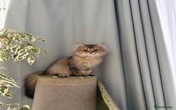 British Longhair cats for sale: Last British Longhair kitten  - Advert 22
