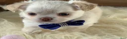 Chihuahua dogs for sale: 5* Licensed RKC Stunning Long Coat Chihuahuas - Advert 22