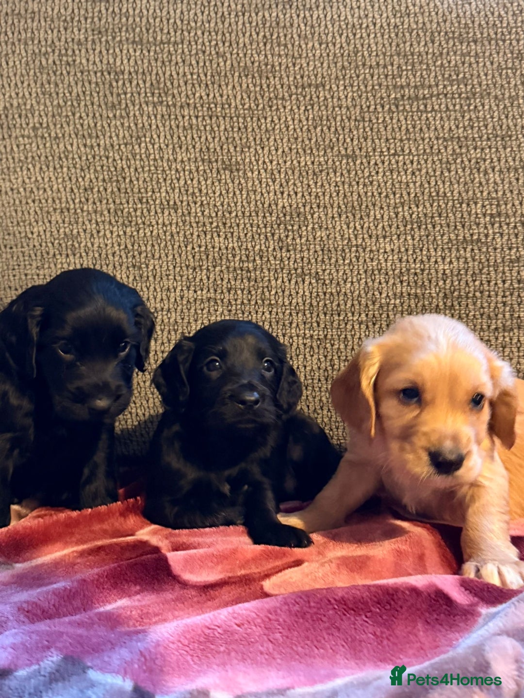 Cocker Spaniel dogs for sale: KC Registered Cocker Spaniel Puppies - Advert 5