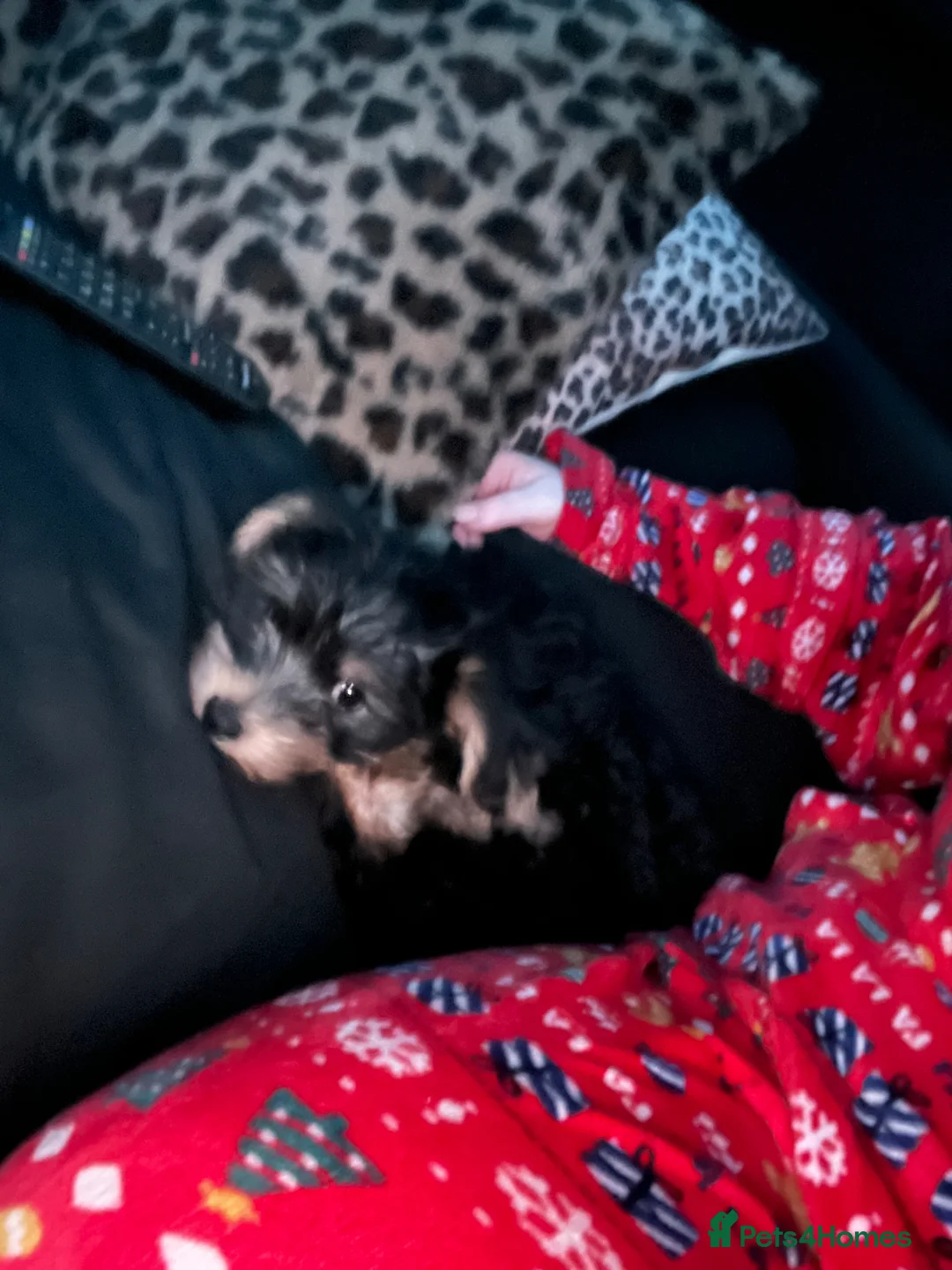 Yorkshire Terrier dogs for sale: Female 7 month old puppy  - Advert 12
