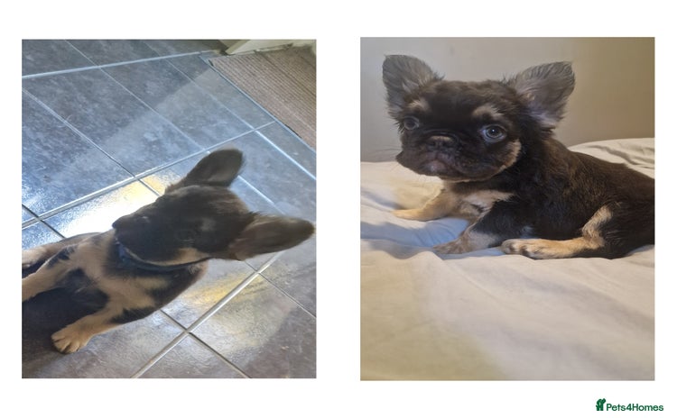 French Bulldog dogs - Advert 4