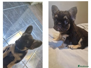 French Bulldog dogs for sale - Advert 1