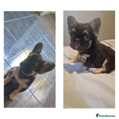 French Bulldog dogs - Advert 4