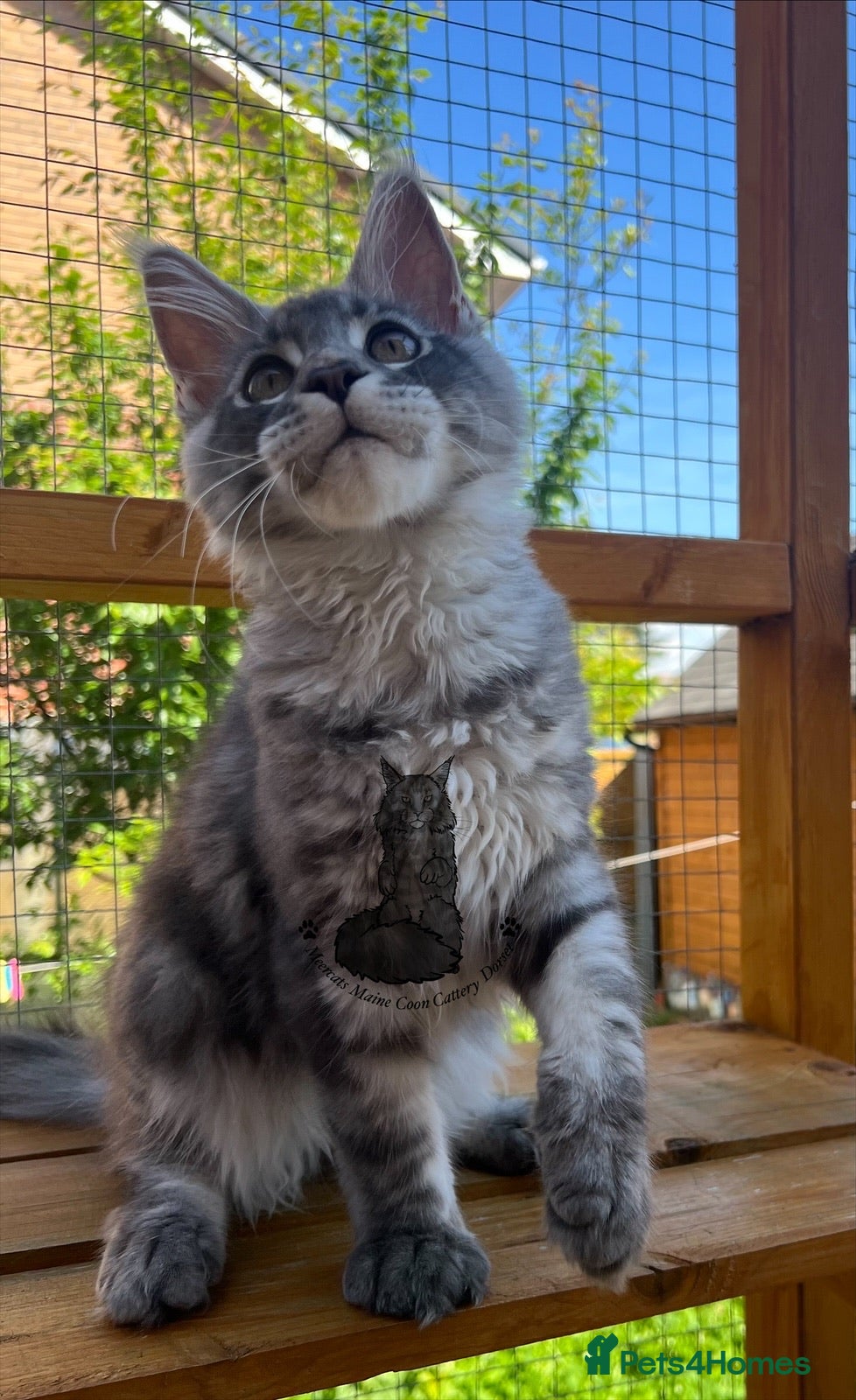 Maine Coon cats Male Maine Coon lovely blue silver tabby  - Advert 1