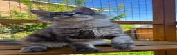 Maine Coon cats for sale: Male Maine Coon lovely blue silver tabby  - Advert 1