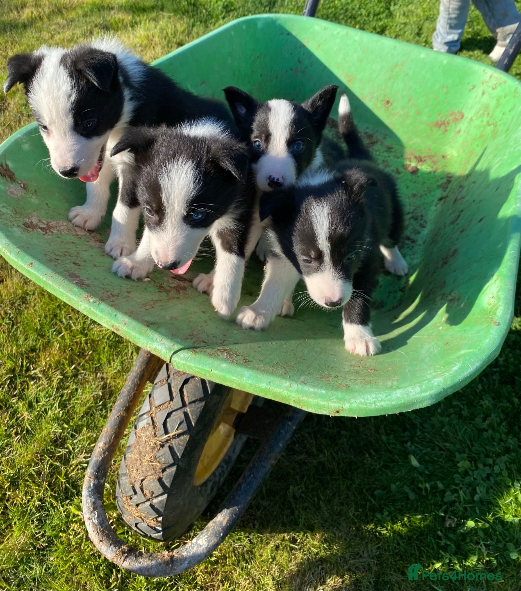 Border Collie dogs Farm Bred border collie pups  - Advert 1