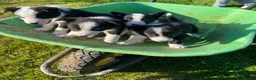 Border Collie dogs for sale: Farm Bred border collie pups  - Advert 1