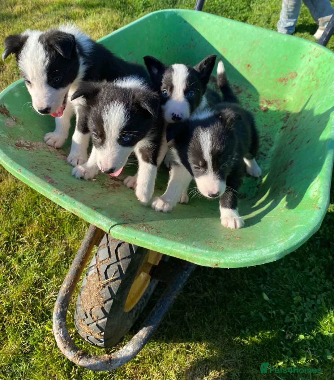 Border Collie dogs for sale: Farm Bred border collie pups  - Advert 1