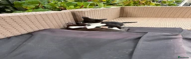 Mixed Breed 1