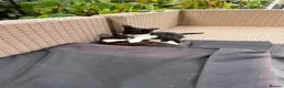 Mixed Breed cats for sale: Kittens - Advert 3