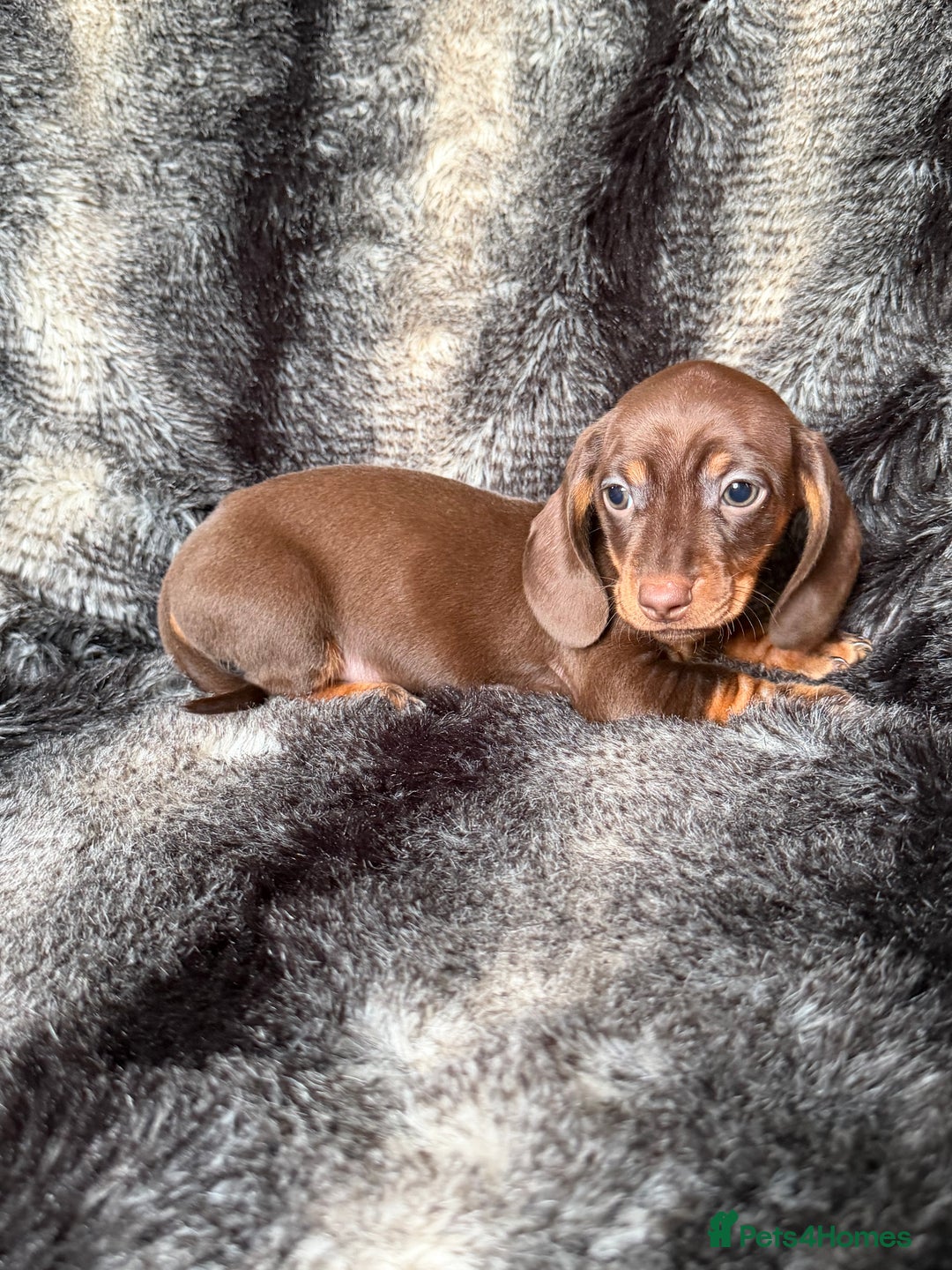 Miniature Dachshund dogs for sale: KC Registered Miniature Shorthaired Dachshund - Image 22