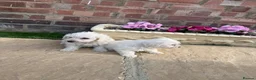Westiepoo dogs for sale: Westie-poos  in Middlesbrough - Advert 7