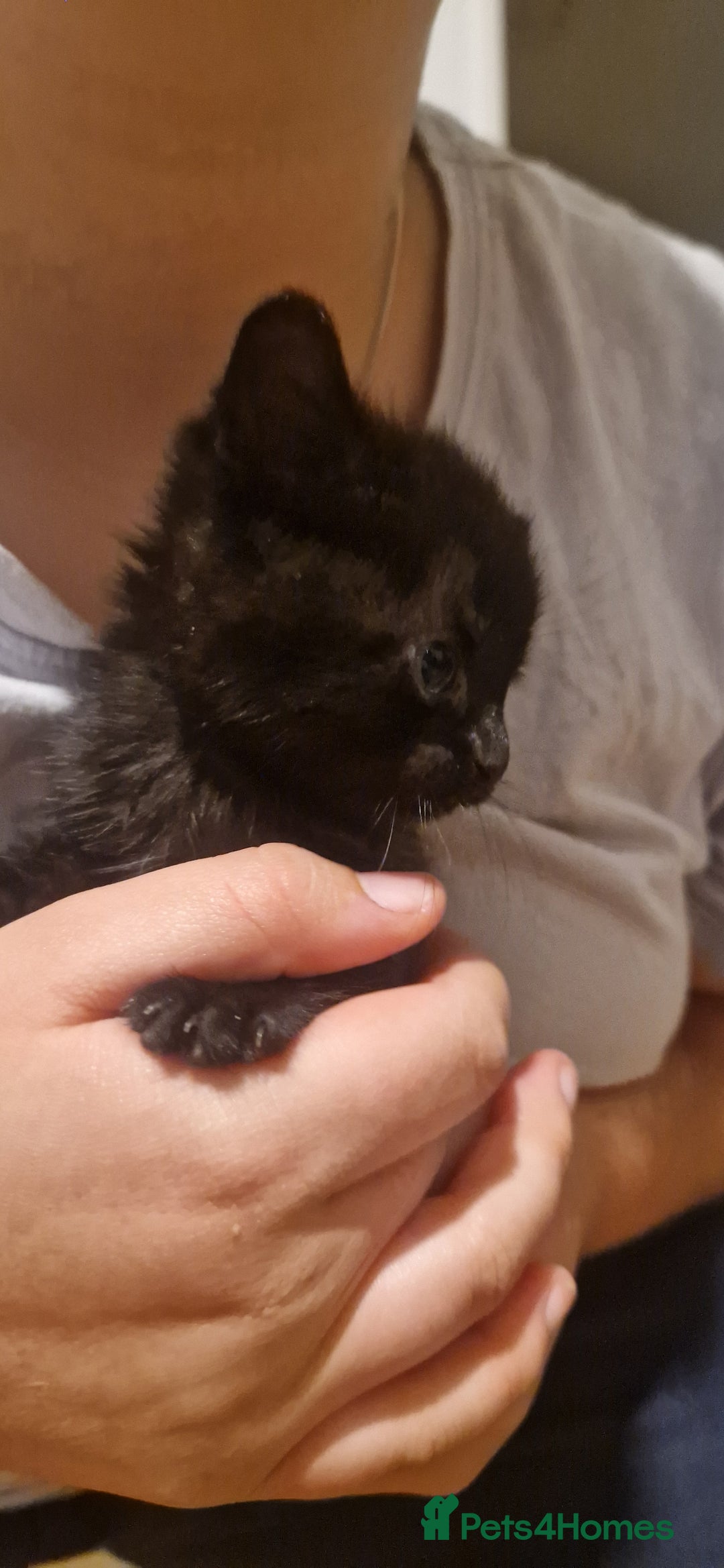 Mixed Breed cats for sale: 5 cute kittens, good natured mum needing homes  - Image 9