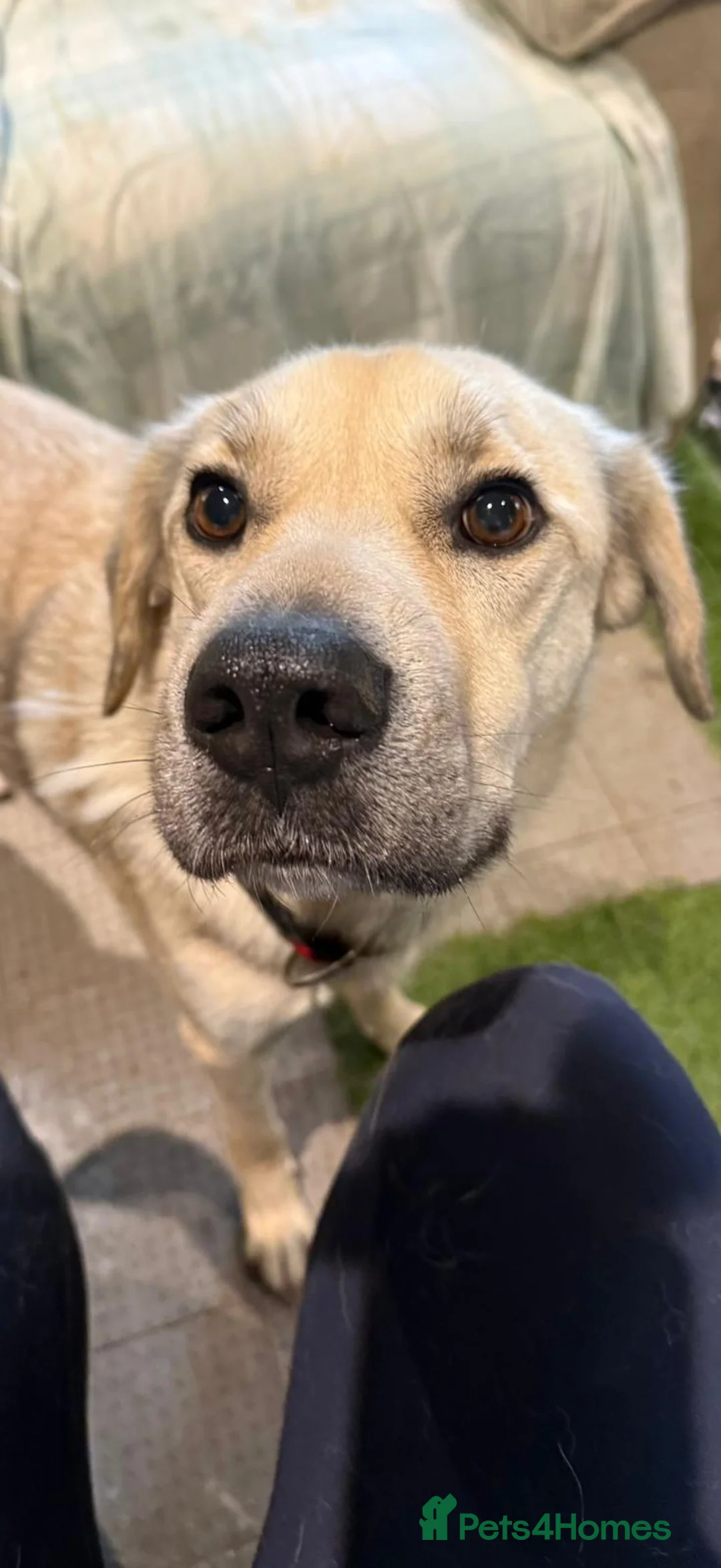 Mixed Breed dogs for adoption: 💙RUFUS💙- Young, Misunderstood, Fading In Kennels - Advert 11