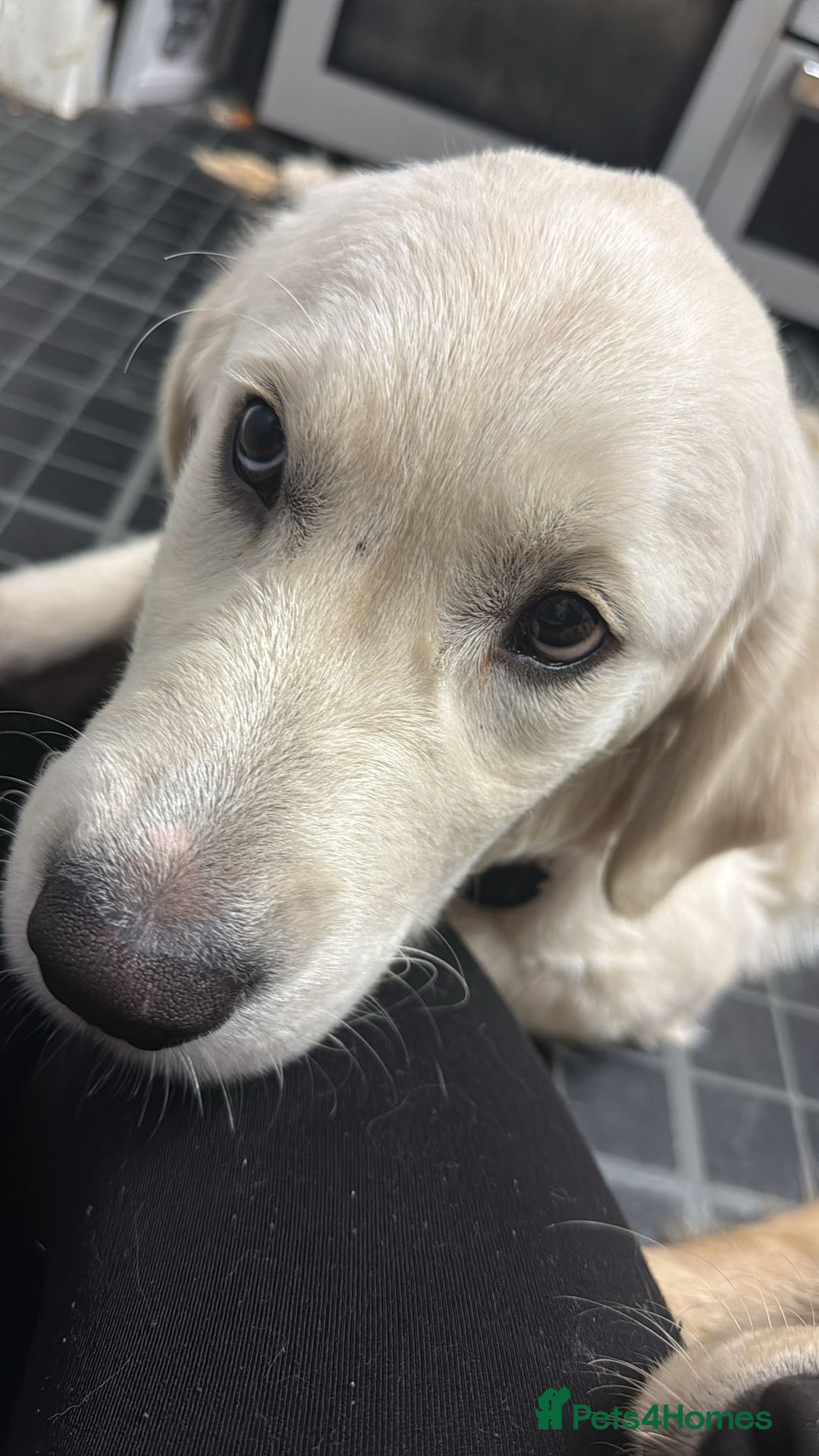 Golden Retriever dogs for sale: Golden Retriever Boy - Advert 7