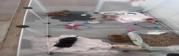 Domestic Shorthair cats for sale: Beautiful kittens  - Advert 10