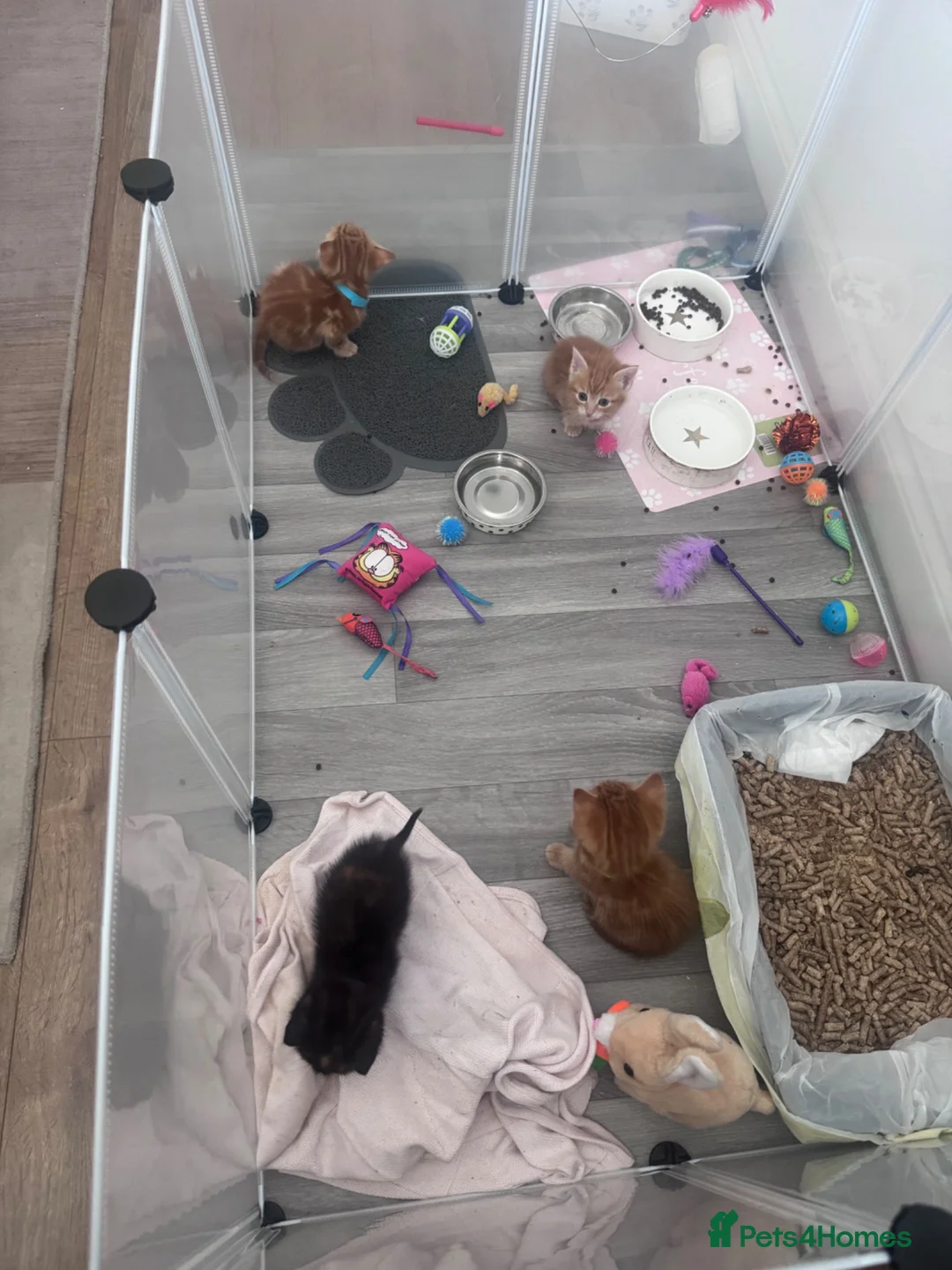 Domestic Shorthair cats for sale: Beautiful kittens  - Advert 10